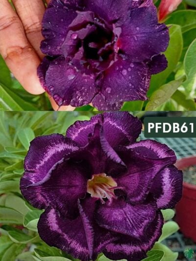 Grafted Adenium Bonsai Triple Petal Dark Purple Pfdb61 3X4 Product Peppyflora 01 A Moz