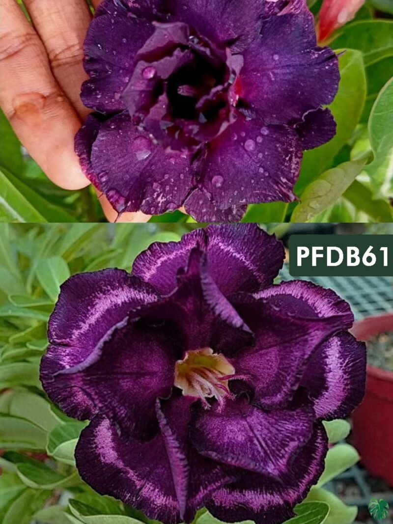 Grafted Adenium Bonsai Triple Petal Dark Purple Pfdb61 3X4 Product Peppyflora 01 A Moz