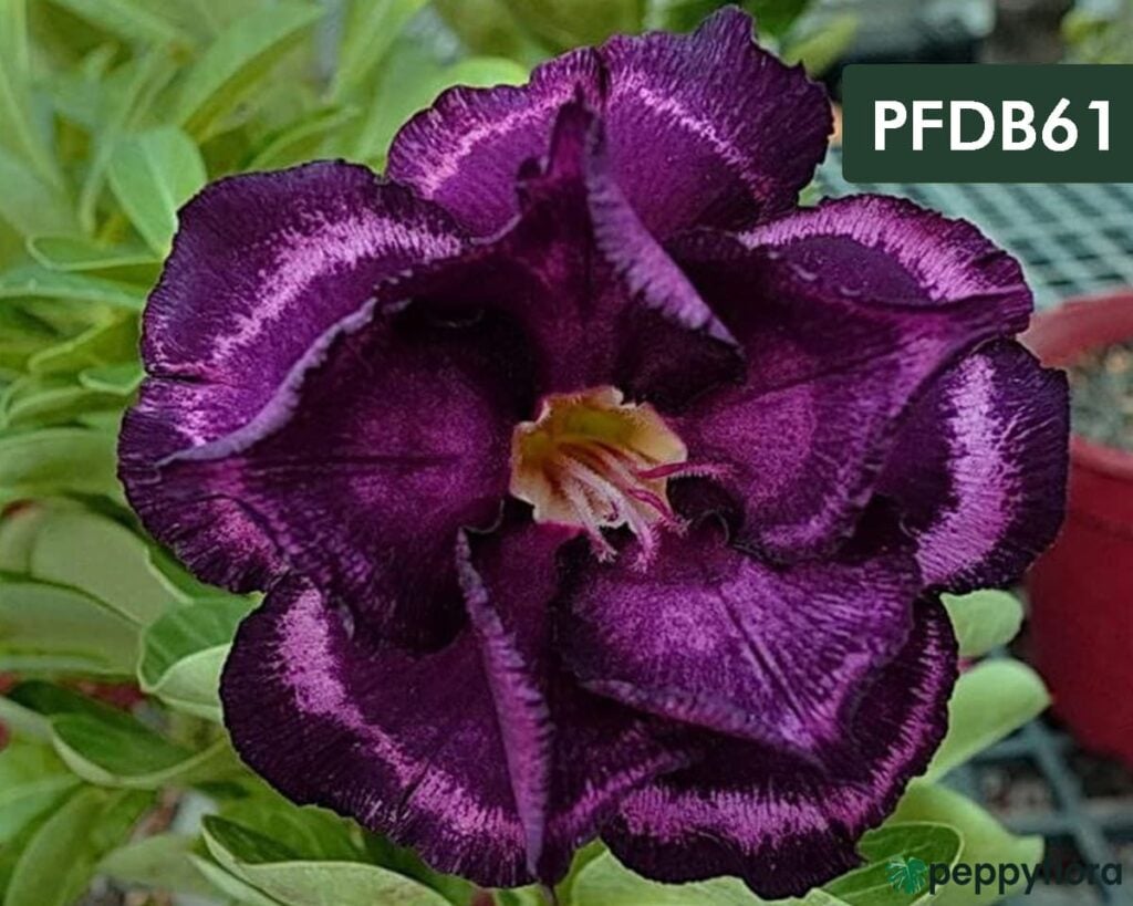 Grafted Adenium Bonsai Triple Petal Dark Purple Pfdb61 Product Peppyflora 02 Moz