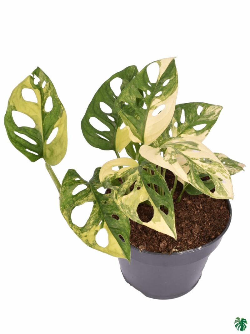 Monstera Adansonii Variegated 3X4 Product Peppyflora 01 A Moz