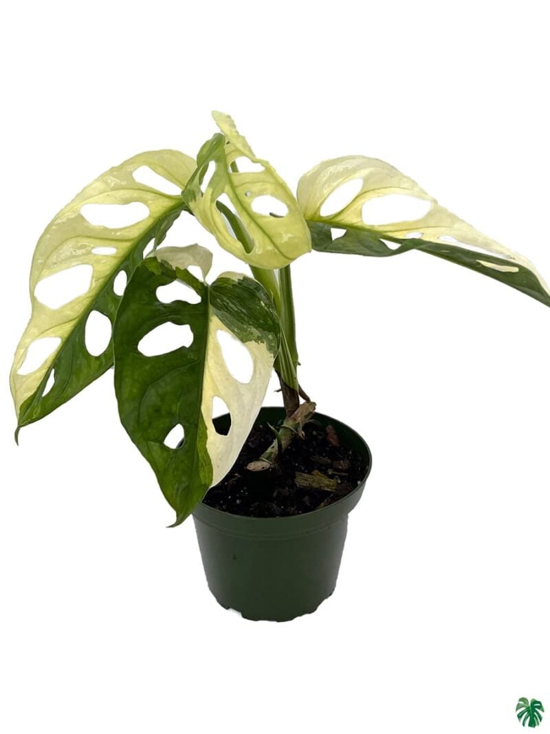 Monstera-Adansonii-Variegated-3x4-Product-Peppyflora-01-c-Moz