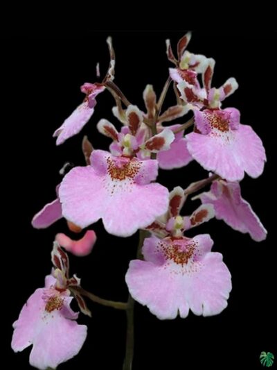 Tolumnia Sweet Pink 3X4 Product Peppyflora 01 A Moz
