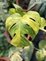 Monstera-Aurea-Marmorata-3x4-Product-Peppyflora-01-a-a-Moz
