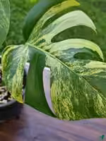 Monstera-Aurea-Marmorata-3x4-Product-Peppyflora-01-c-Moz