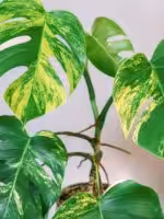 Monstera-Aurea-Marmorata-3x4-Product-Peppyflora-01-d-Moz