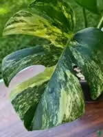 Monstera-Aurea-Marmorata-3x4-Product-Peppyflora-01-f-Moz
