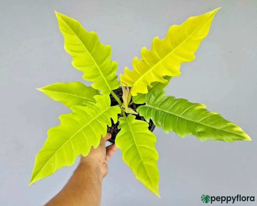 Philodendron Golden Saw Crocodile Product Peppyflora 02 Moz