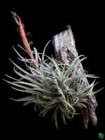 Tillandsia-Harrisii-Caulescent-3x4-Product-Peppyflora-01-c-Moz
