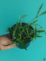 Dischidia-Philippinensis-3x4-Product-Peppyflora-01-a-Moz