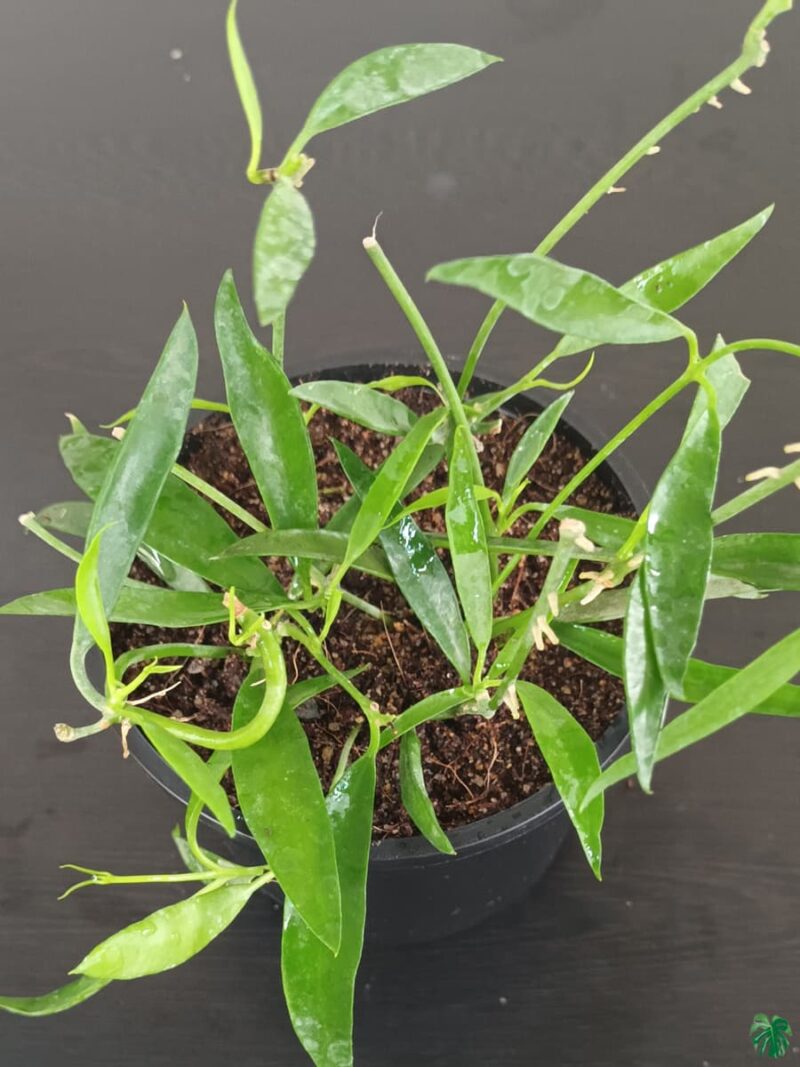Dischidia-Philippinensis-3x4-Product-Peppyflora-01-c-Moz