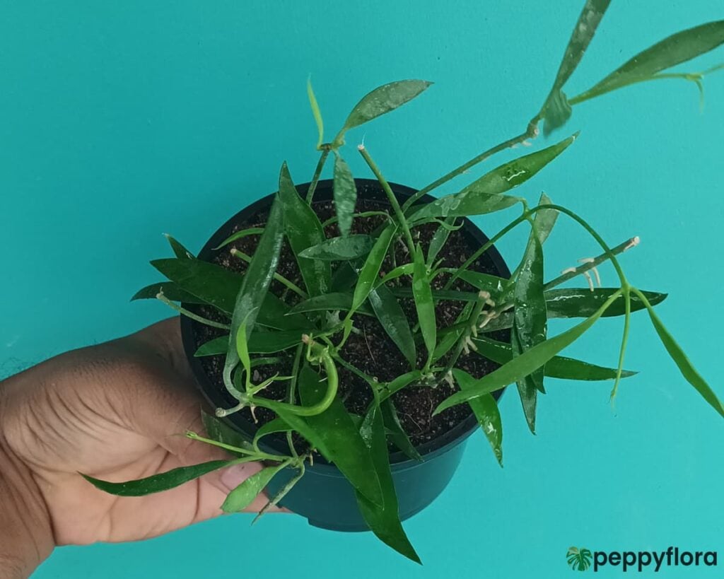 Dischidia Philippinensis Product Peppyflora 02 Moz