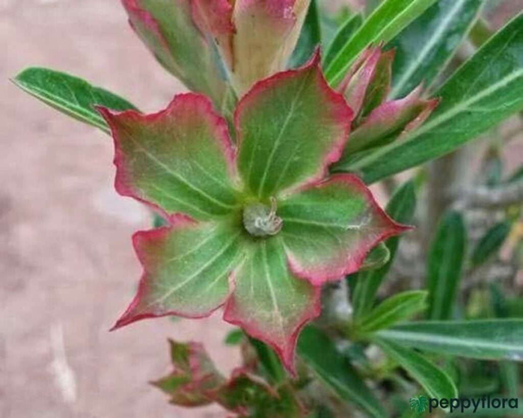 Grafted Adenium Bonsai Single Petal Camouflage Pfr320 Product Peppyflora 02 Moz