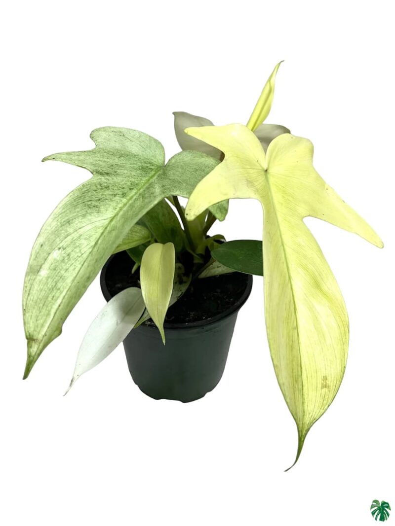 Philodendron-Florida-Ghost-3x4-Product-Peppyflora-01-b-Moz