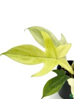 Philodendron-Florida-Ghost-3x4-Product-Peppyflora-01-c-Moz