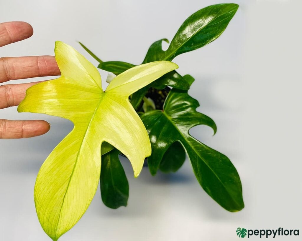 Philodendron Florida Ghost Product Peppyflora 02 Moz