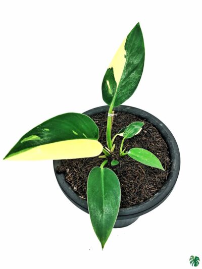 Philodendron-Green-Congo-Variegated-3x4-Product-Peppyflora-01-a-Moz