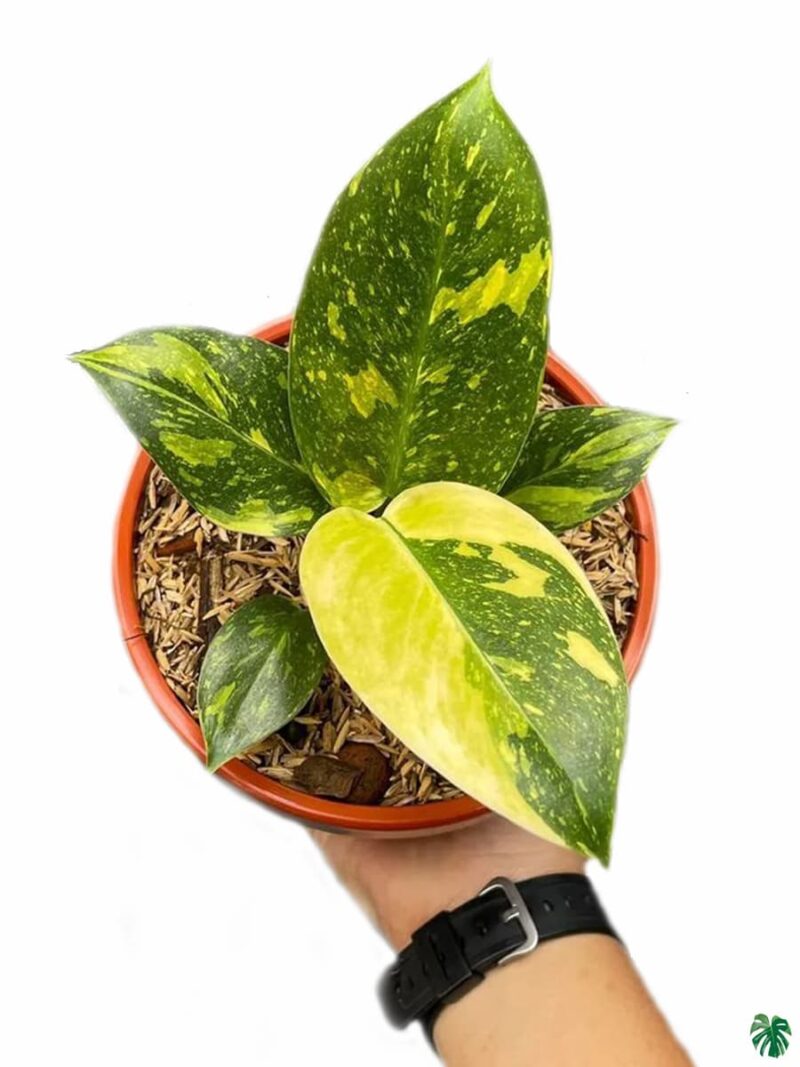 Philodendron Green Congo Variegated 3X4 Product Peppyflora 01 B Moz