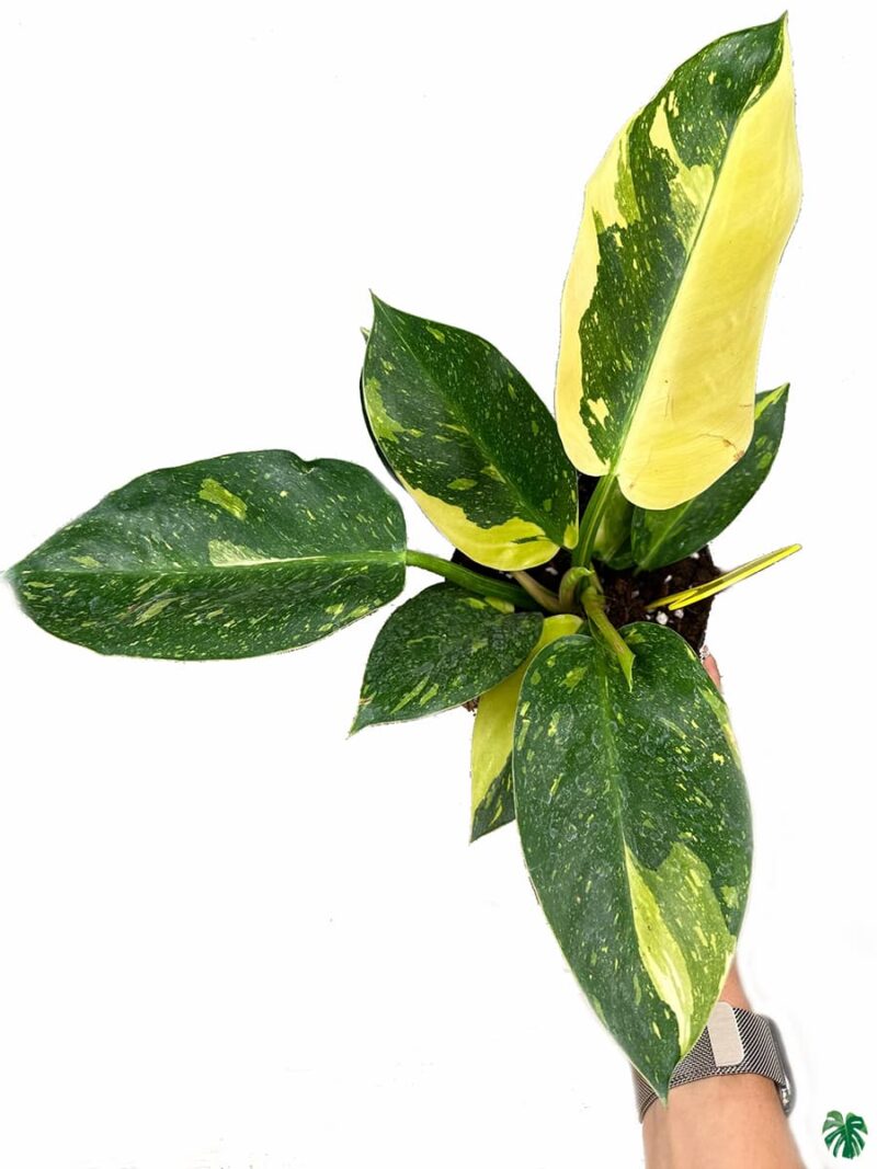 Philodendron-Green-Congo-Variegated-3x4-Product-Peppyflora-01-c-Moz