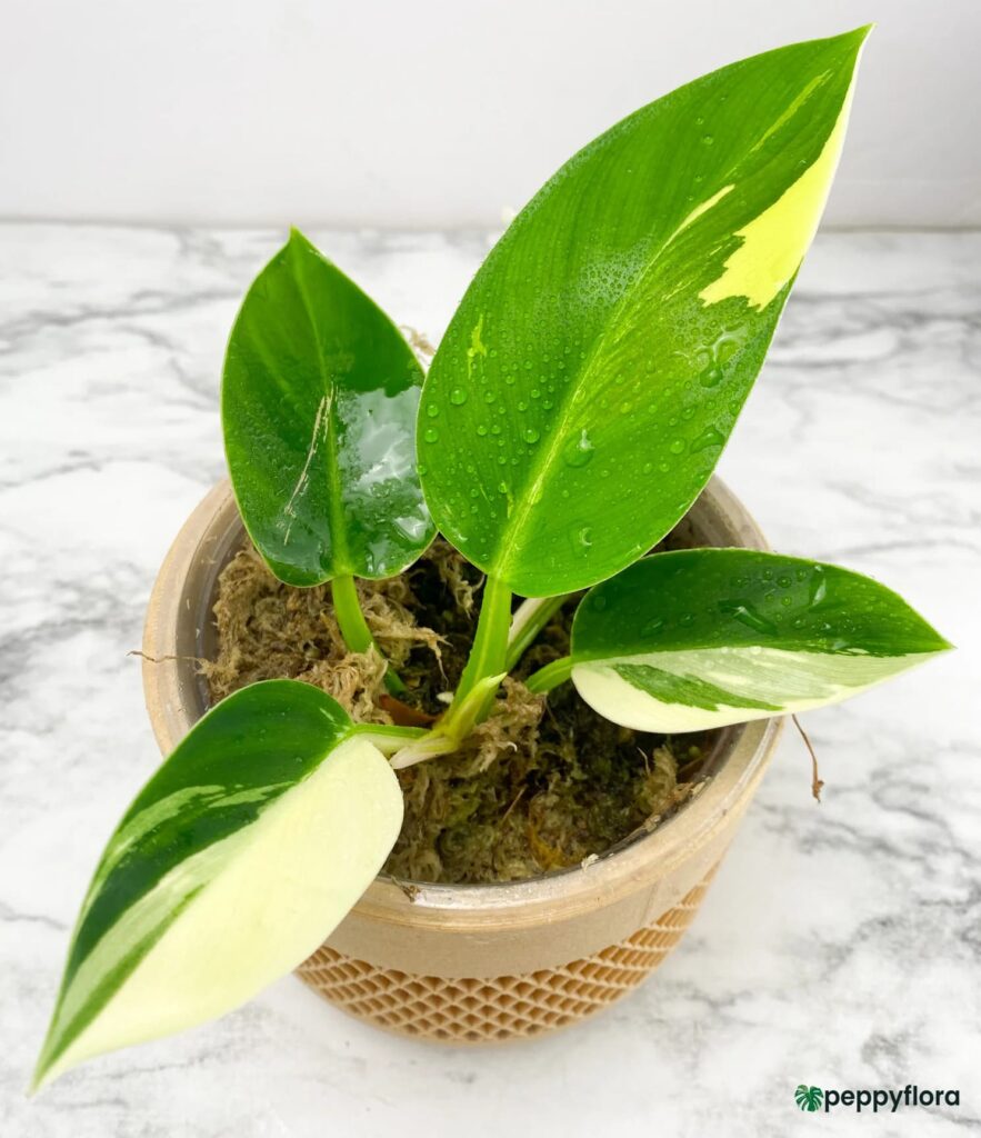 Philodendron Green Congo Variegated Product Peppyflora 02 Moz