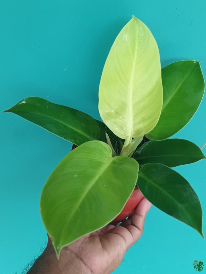 Philodendron Moonlight 3X4 Product Peppyflora 01 A Moz