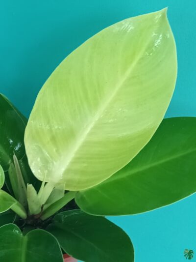 Philodendron-Moonlight-3x4-Product-Peppyflora-01-d-Moz