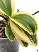 Phalaenopsis-Sogo-Vivien-Variegated-3x4-Product-Peppyflora-01-a.1-Moz