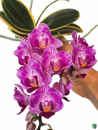 Phalaenopsis-Sogo-Vivien-Variegated-3x4-Product-Peppyflora-01-c-Moz