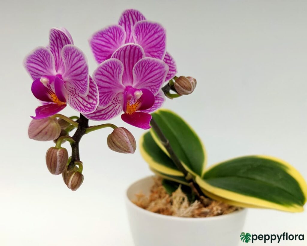 Phalaenopsis Sogo Vivien Variegated Product Peppyflora 02 Moz