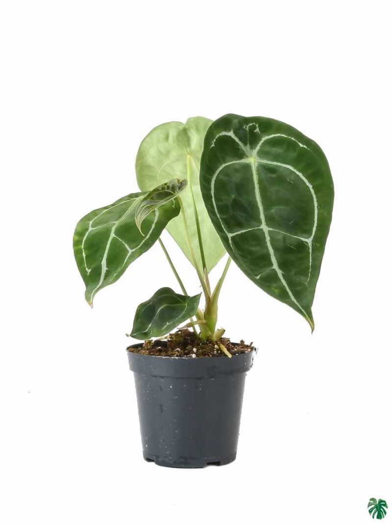 Anthurium Forgetii 3X4 Product Peppyflora 01 A Moz
