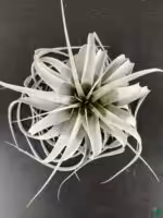 Tillandsia-Xerographica-3x4-Product-Peppyflora-01-b-Moz