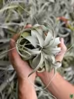 Tillandsia-Xerographica-3x4-Product-Peppyflora-01-e-Moz