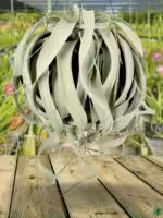 Tillandsia-Xerographica-3x4-Product-Peppyflora-01-f-Moz