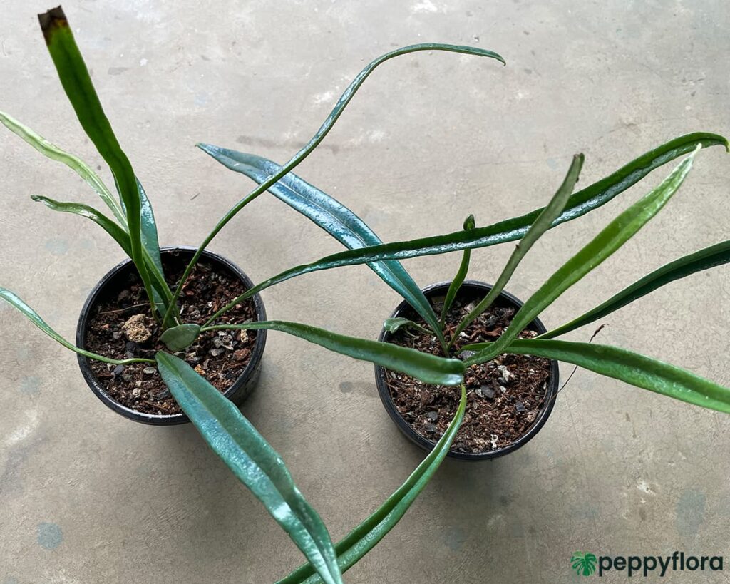 Blue Oil Fern Microsorum Thailandicum Product Peppyflora 02 Moz