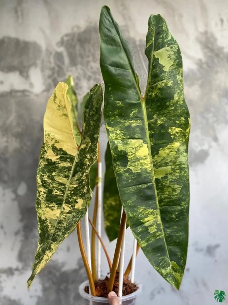 Philodendron Billietiae Variegated 3X4 Product Peppyflora 01 A Moz