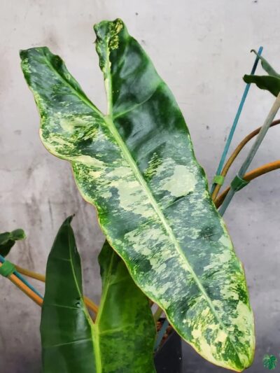 Philodendron-Billietiae-Variegated-3x4-Product-Peppyflora-01-c-Moz