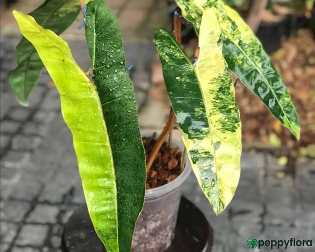 Philodendron Billietiae Variegated Product Peppyflora 02 Moz