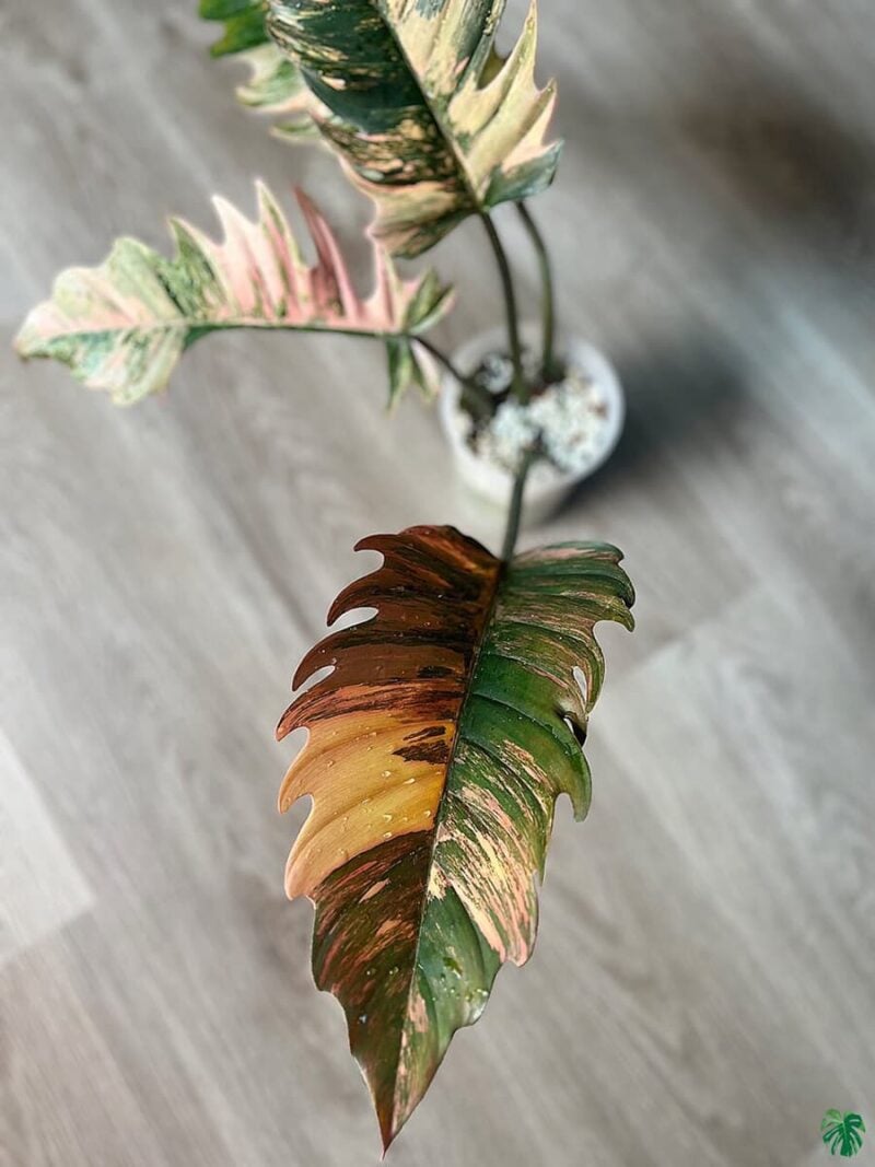 Philodendron-Caramel-Marble-3x4-Product-Peppyflora-01-d-Moz