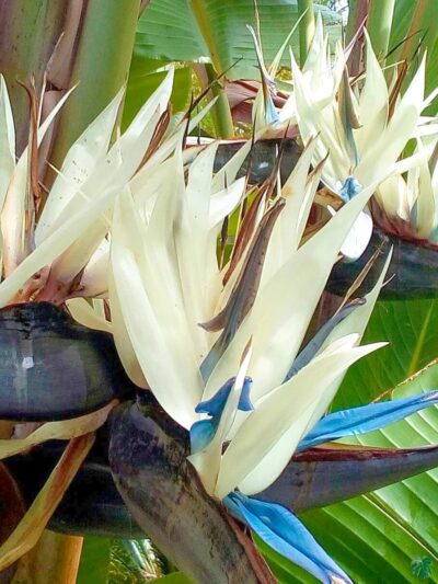 Strelitzia-Nicolai-Giant-White-Bird-of-Paradise-3x4-Product-Peppyflora-01-a-Moz