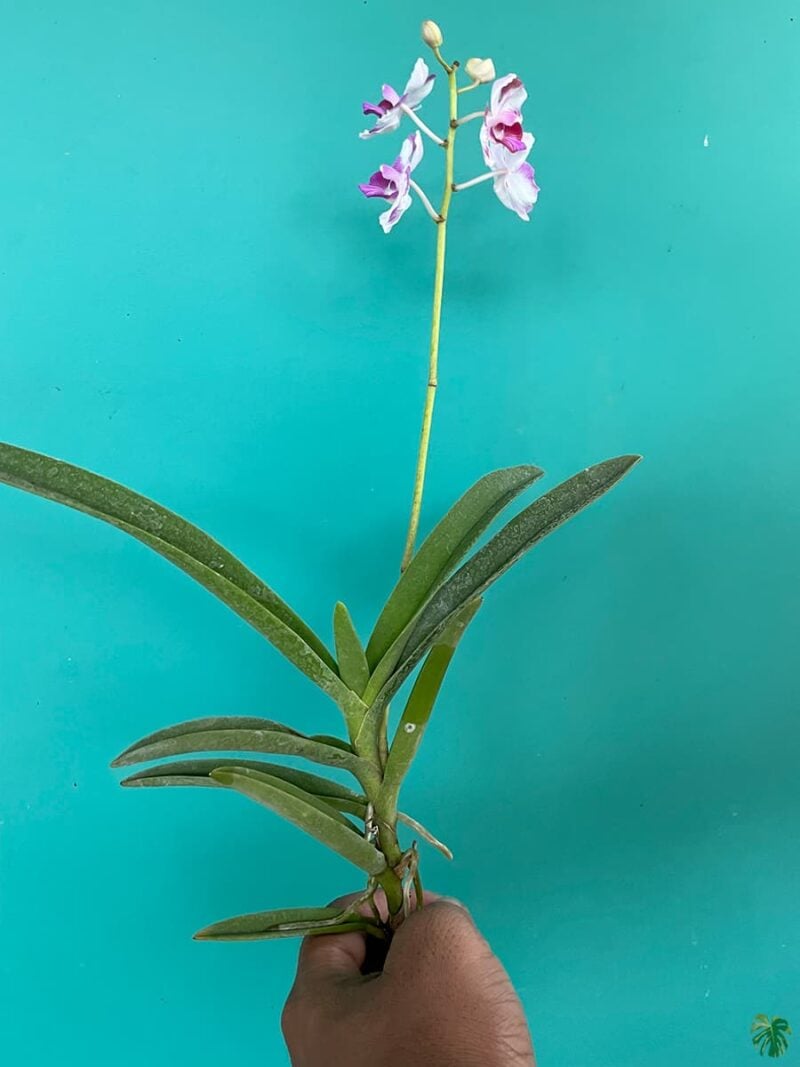 Vanda-Miss-Joaquim-X-Phalaenopsis-Doritis-3x4-Product-Peppyflora-01-a-Moz
