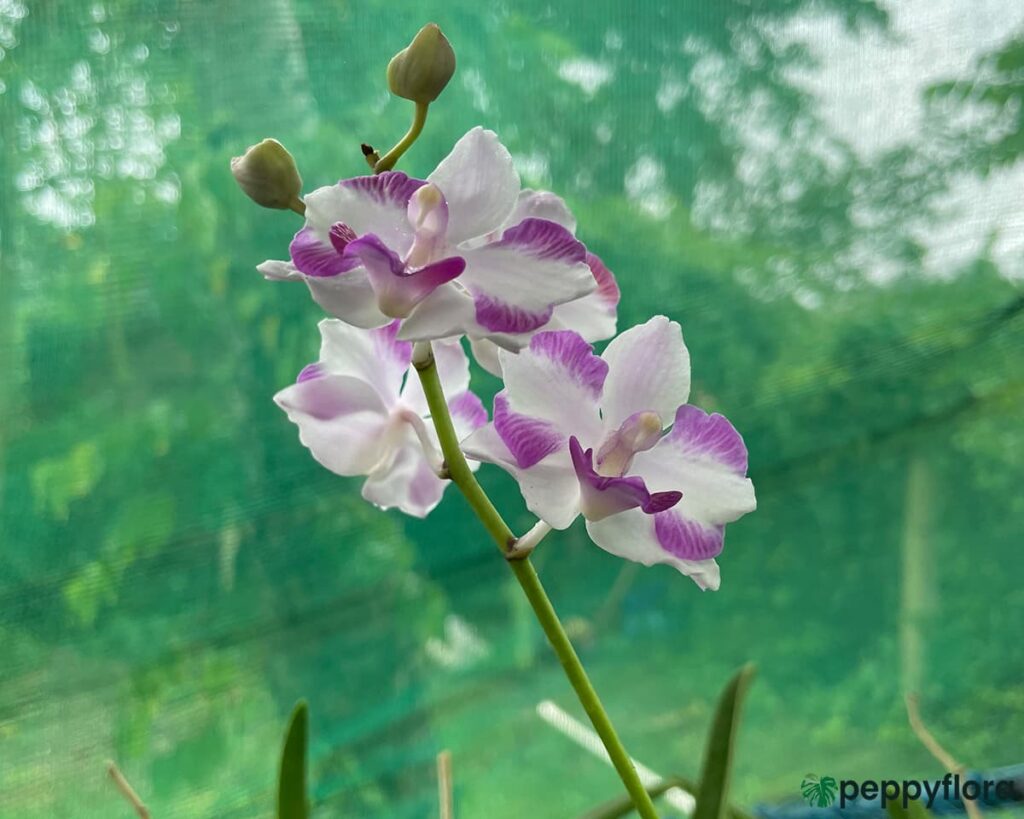 Vanda Miss Joaquim X Phalaenopsis Doritis Product Peppyflora 02 Moz