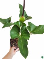 Anthurium-Brownii-3x4-Product-Peppyflora-01-a-Moz