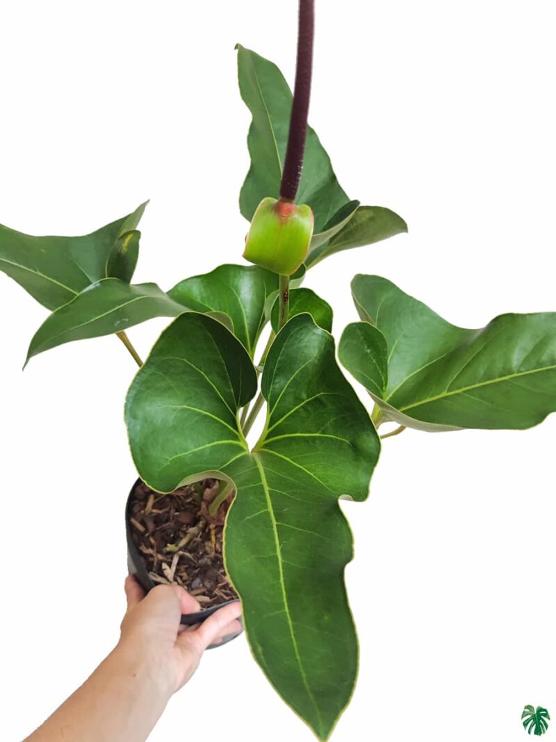 Anthurium Brownii 3X4 Product Peppyflora 01 A Moz