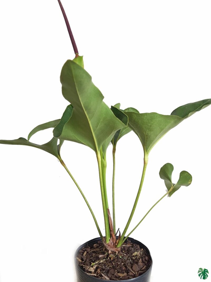 Anthurium-Brownii-3x4-Product-Peppyflora-01-b-Moz