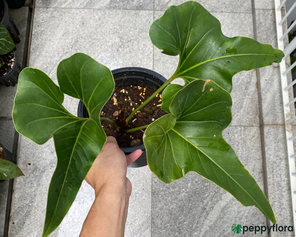 Anthurium Brownii Product Peppyflora 02 Moz