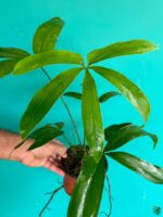 Anthurium-Pentaphyllum-3x4-Product-Peppyflora-01-a-Moz