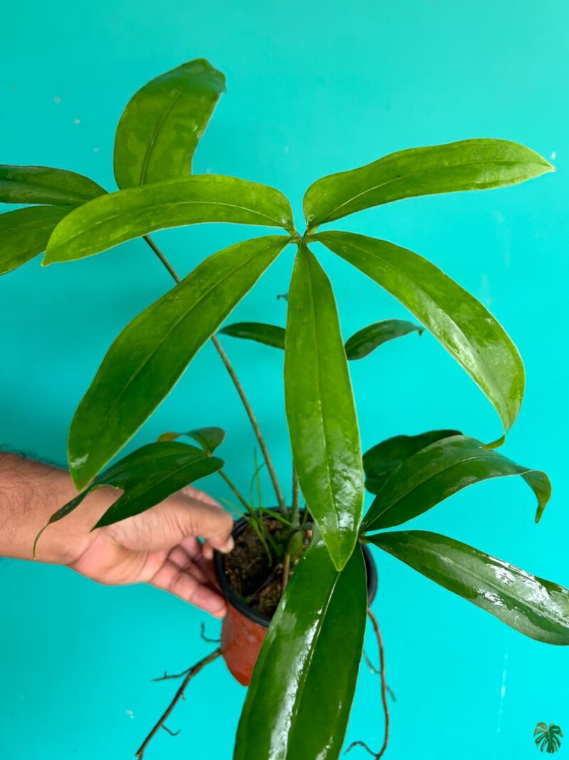 Anthurium Pentaphyllum 3X4 Product Peppyflora 01 A Moz