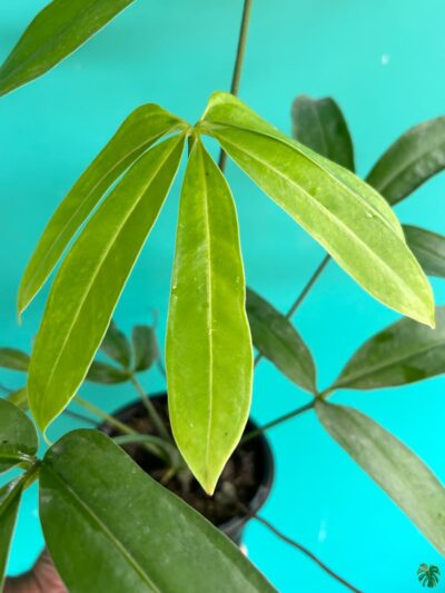 Anthurium-Pentaphyllum-3x4-Product-Peppyflora-01-b-Moz