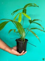 Anthurium-Pentaphyllum-3x4-Product-Peppyflora-01-c-Moz