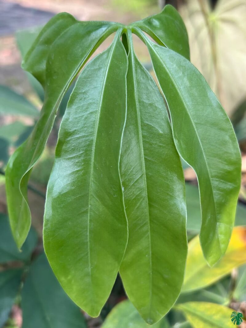 Anthurium-Pentaphyllum-3x4-Product-Peppyflora-01-d-Moz