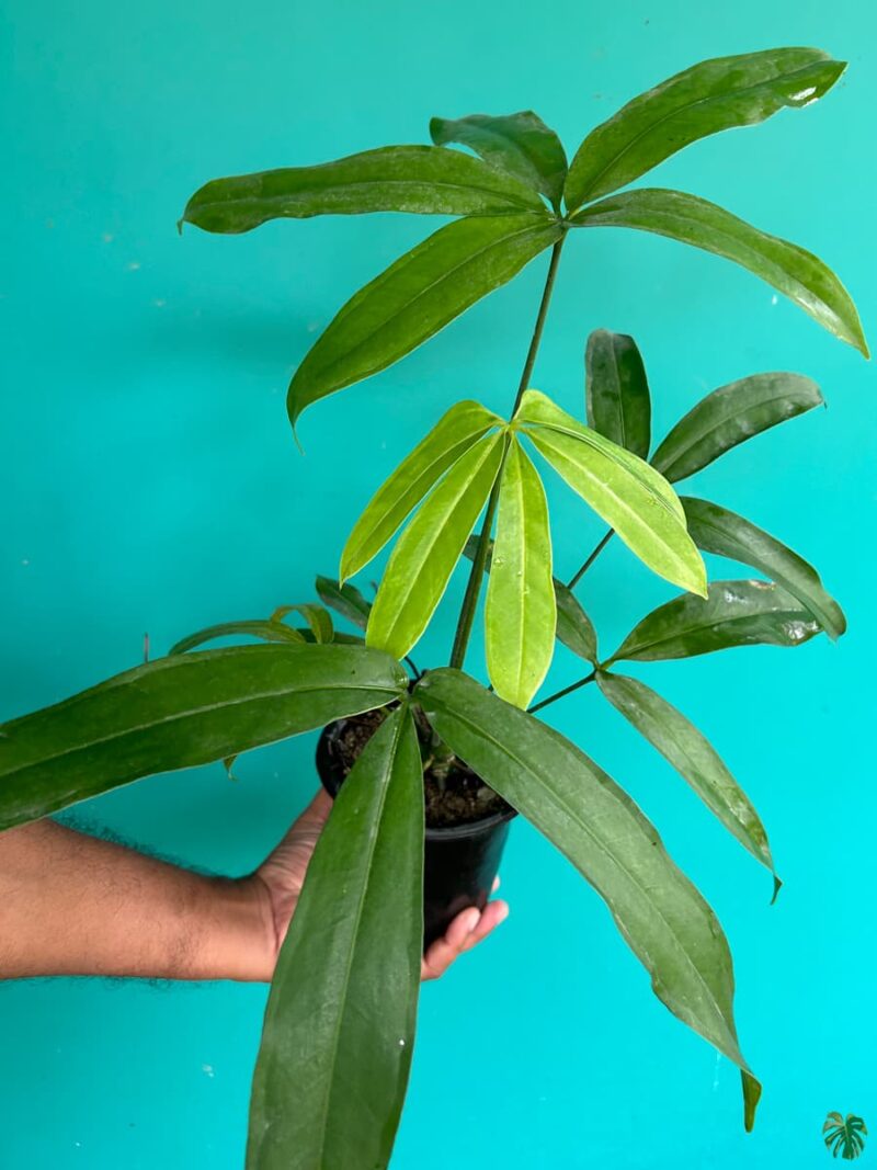 Anthurium-Pentaphyllum-3x4-Product-Peppyflora-01-e-Moz